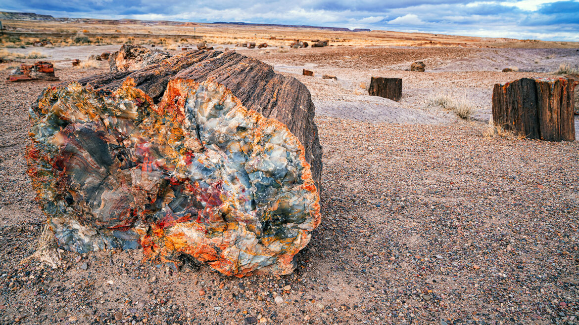 Fossil wood logs in the lowlands, before drying