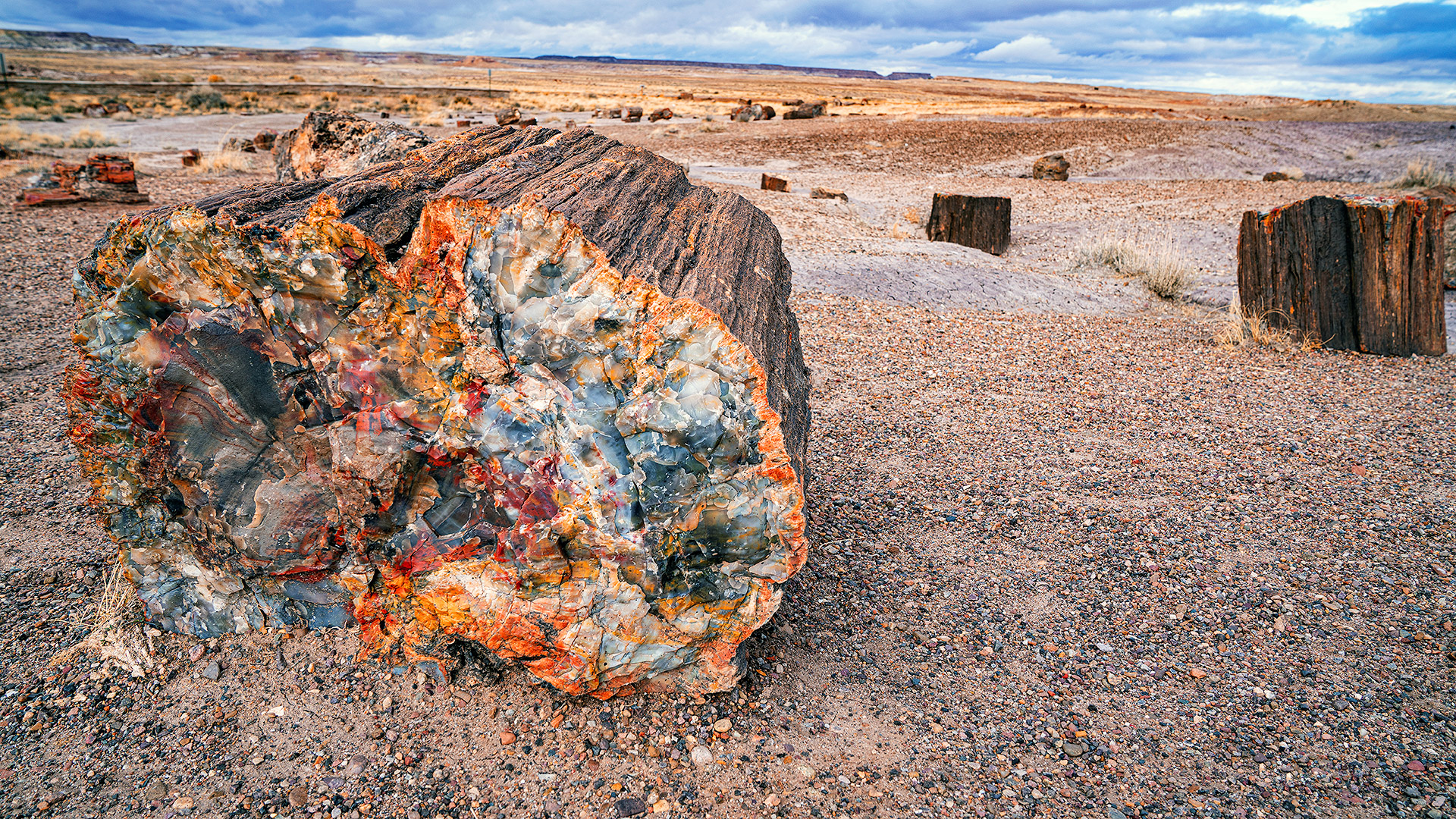 Fossil wood logs in the lowlands, before drying